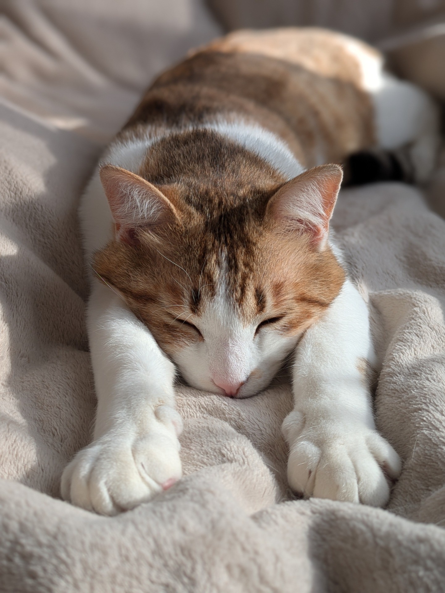 野良猫から家猫へ