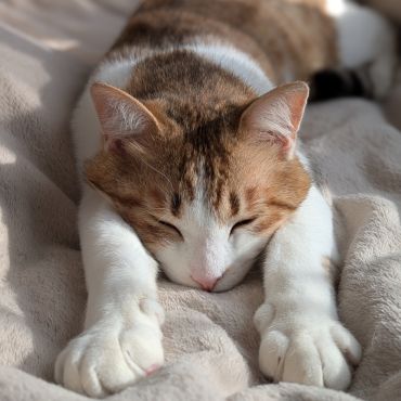 野良猫から家猫へ