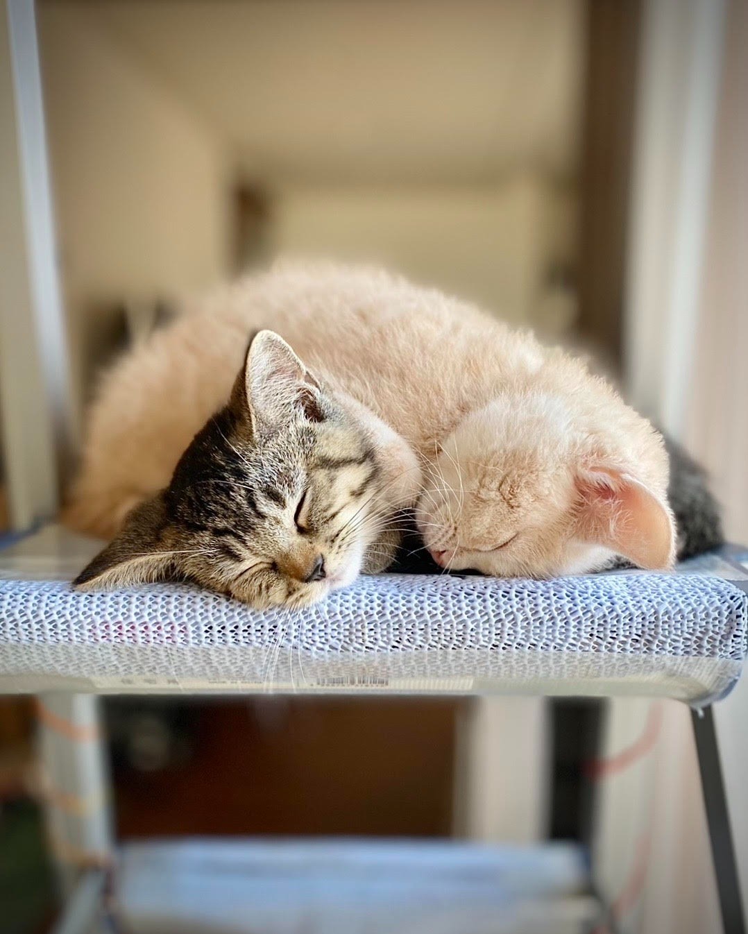 ぬくもりの継承