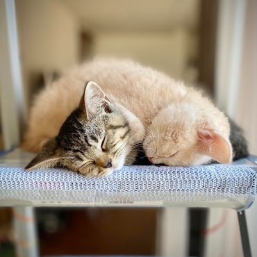 ぬくもりの継承