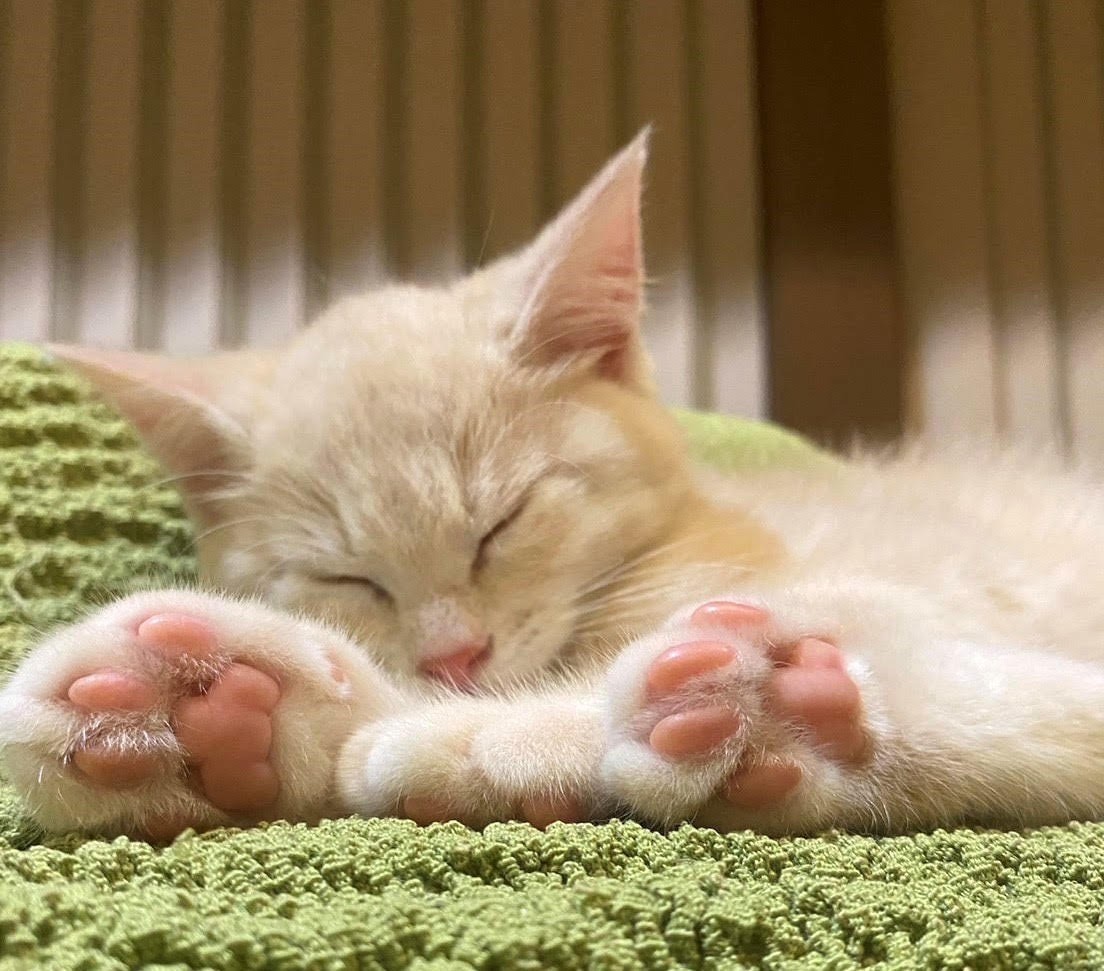 やすらぎの途中