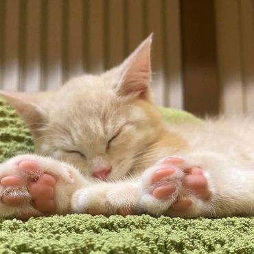 やすらぎの途中