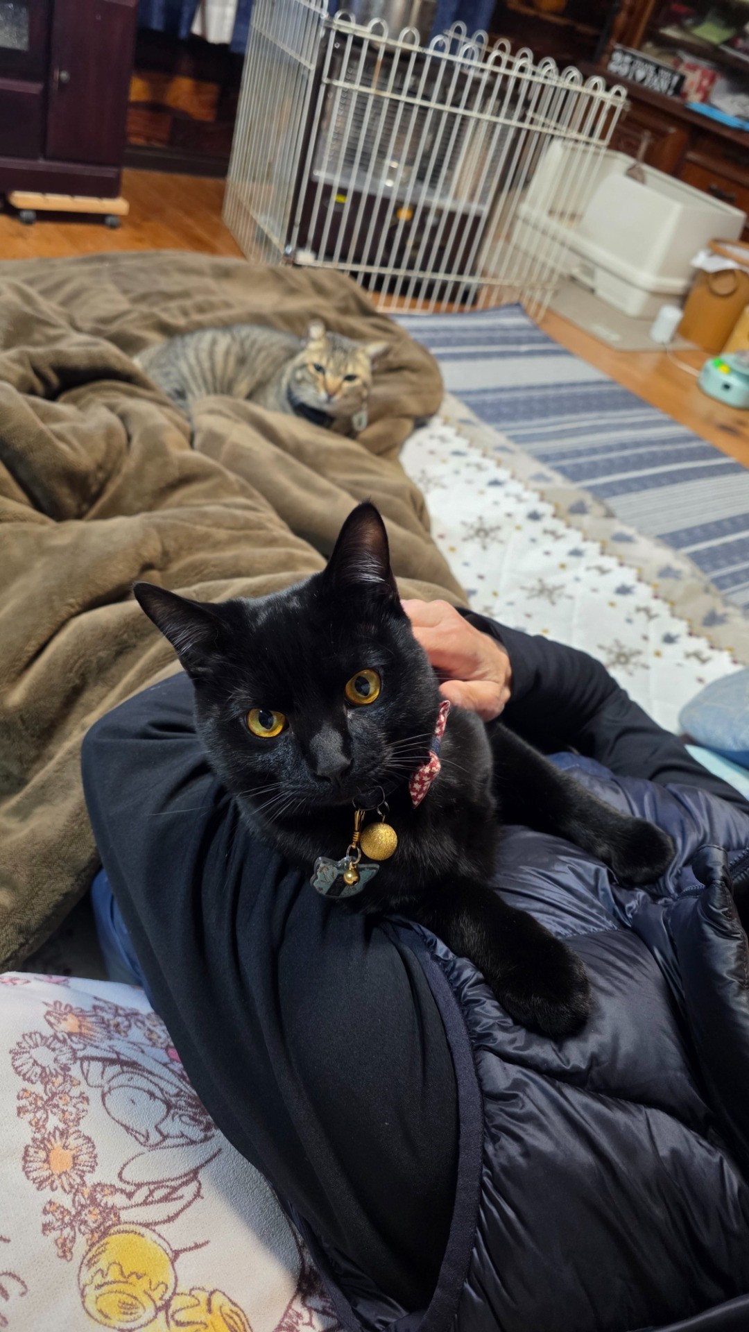 保護して最初のミルク