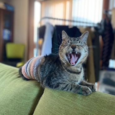 無防備という証明