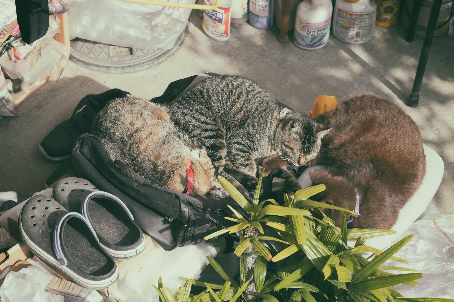 ひとつの陽だまり、三つのぬくもり