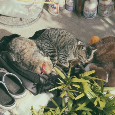 ひとつの陽だまり、三つのぬくもり