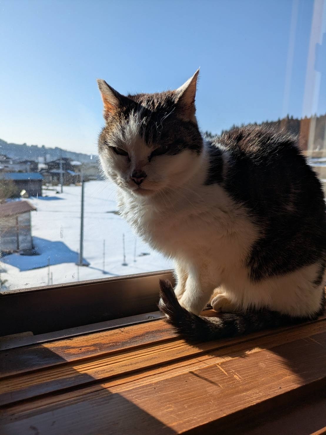 初春月のひなたぼっこ