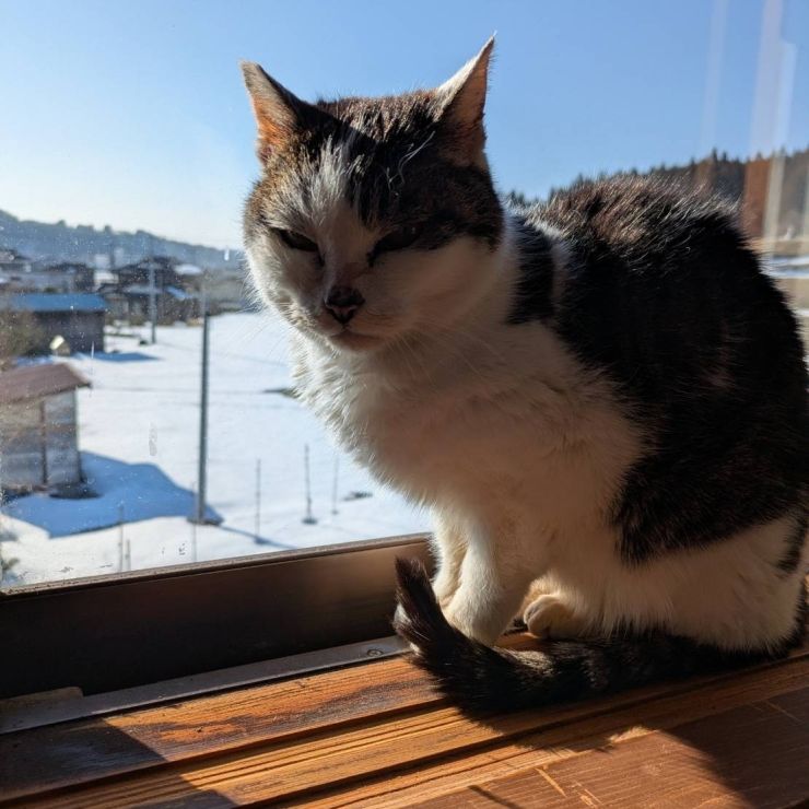 初春月のひなたぼっこ
