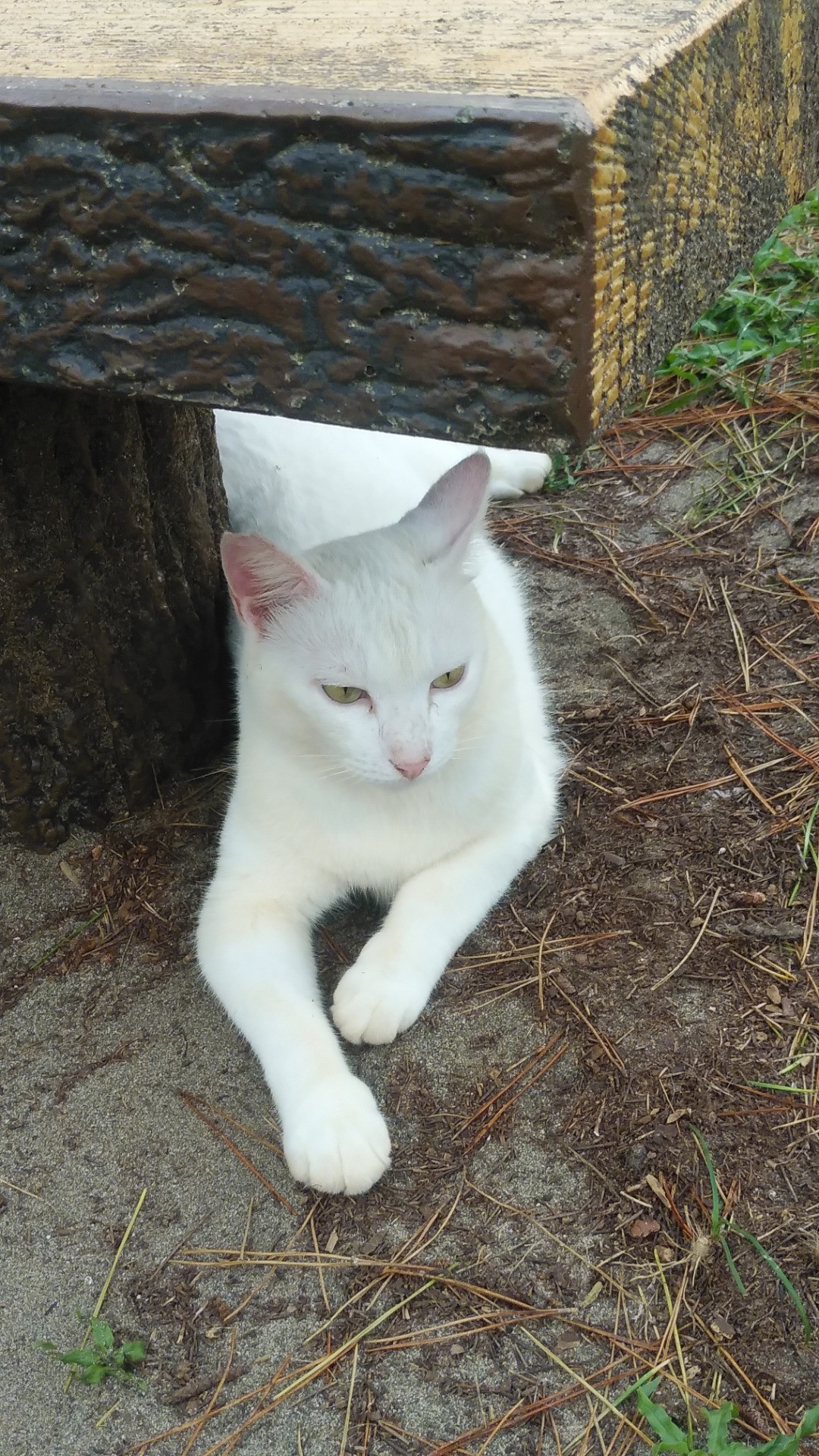 可愛い触りたい癒やされたい