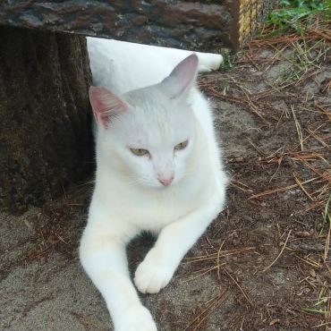 可愛い触りたい癒やされたい