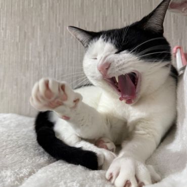 今日も気合いいれていくぞ！