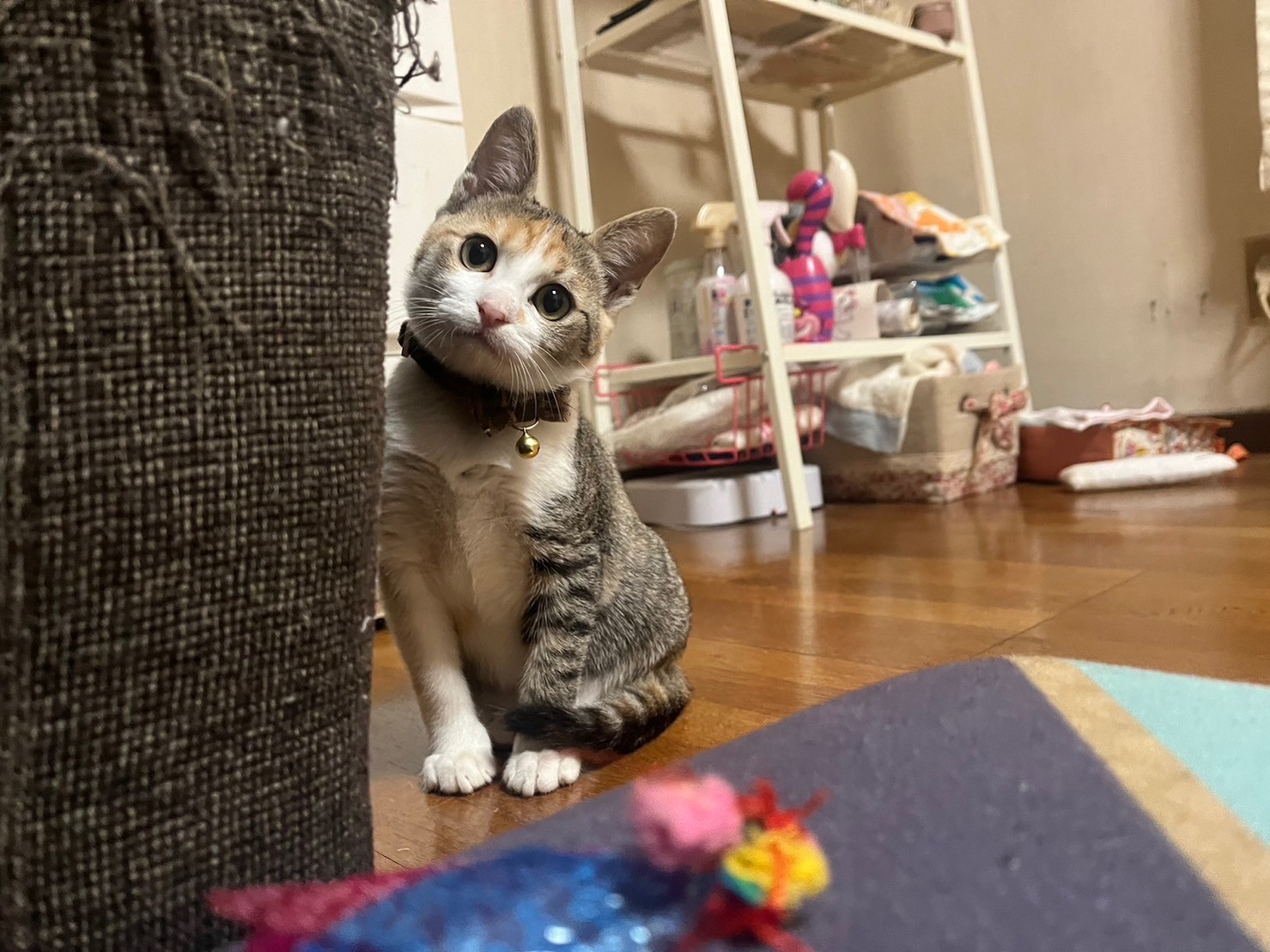 遊んでくれるのかな？