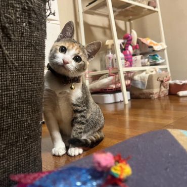 遊んでくれるのかな？