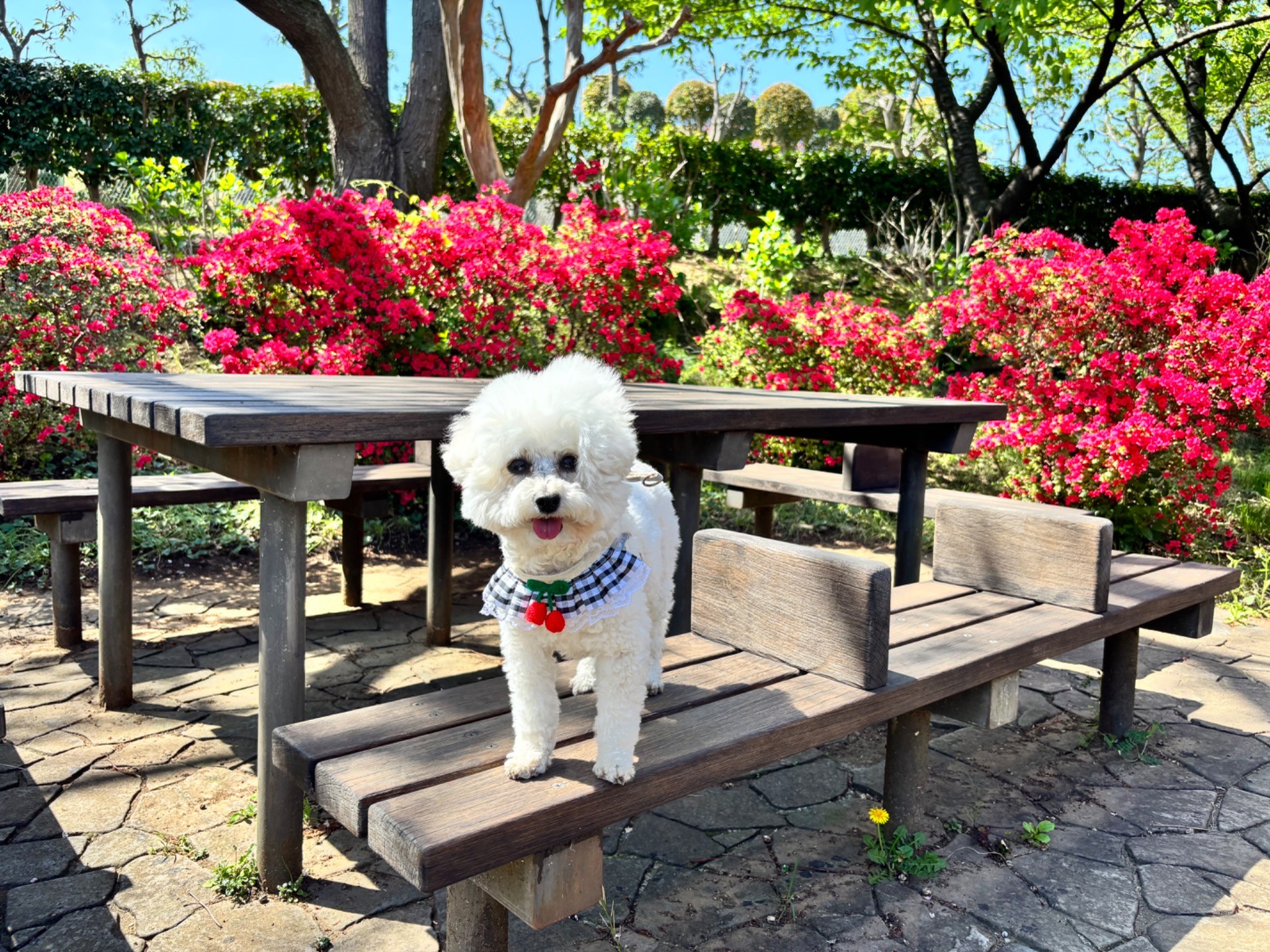 季節を感じさせてくれる存在
