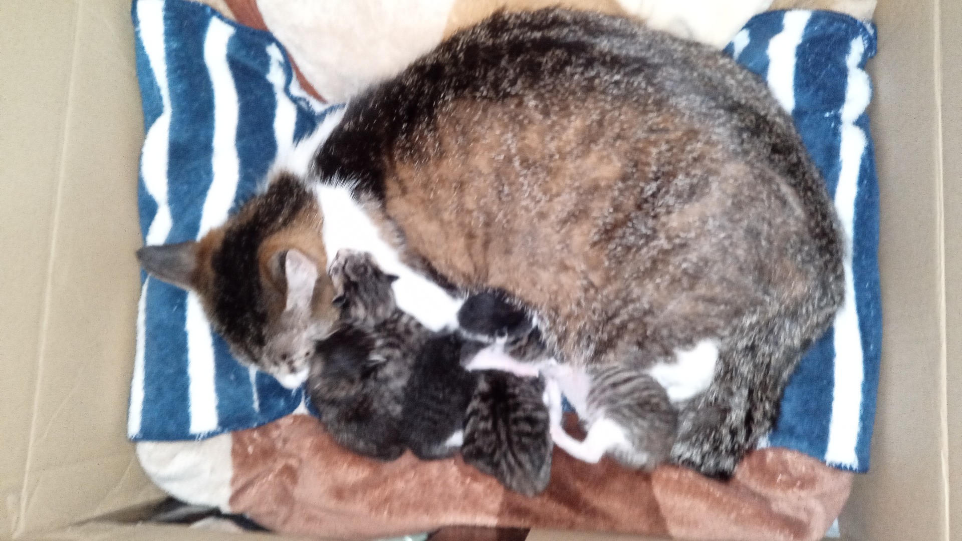 １頭保護したつもりが６頭に