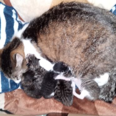 １頭保護したつもりが６頭に