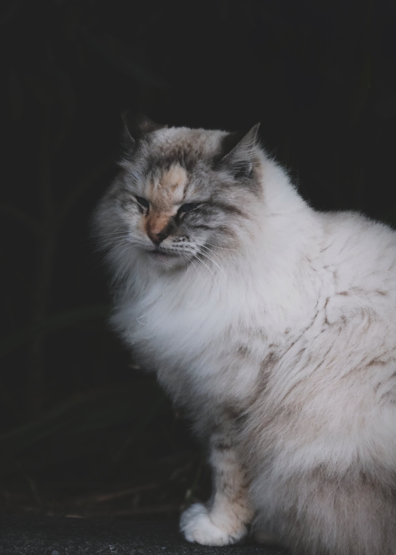 静寂に溶ける気配