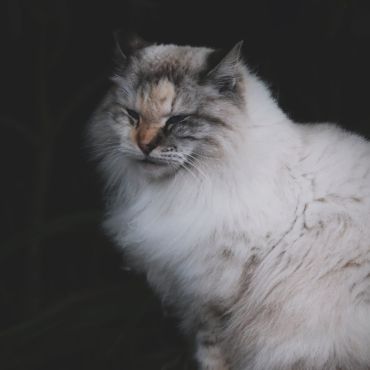 静寂に溶ける気配