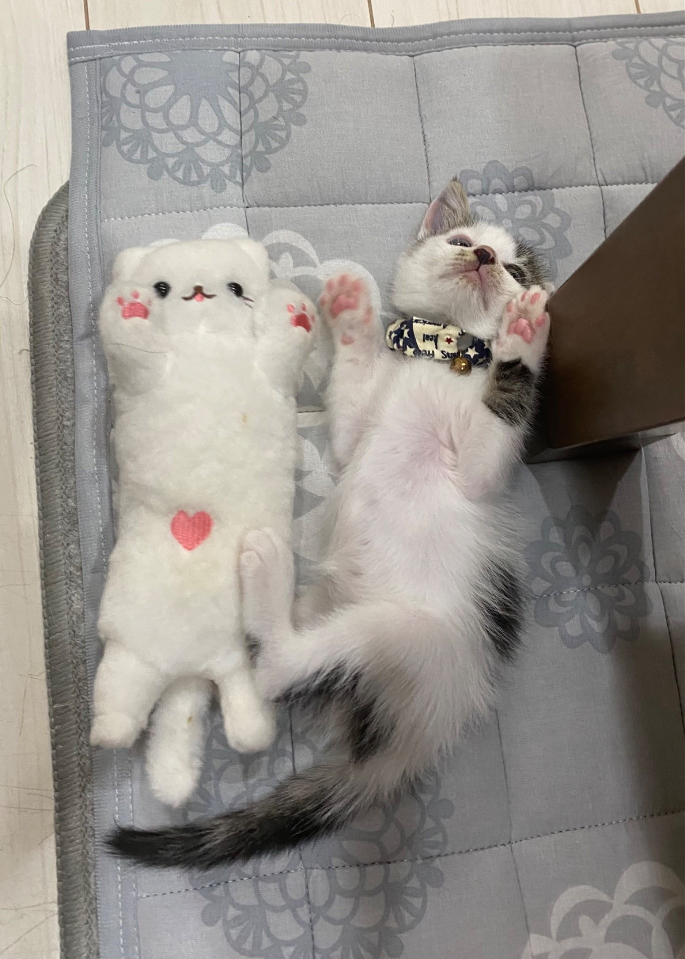 どっちが本物か分かるかニャ？