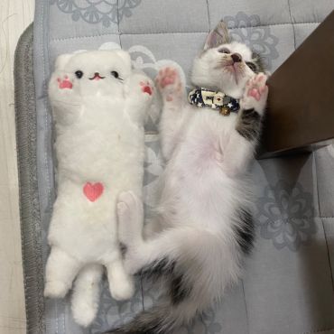 どっちが本物か分かるかニャ？