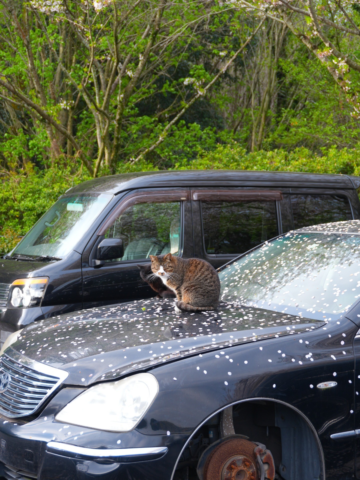さくらの下で、生きている