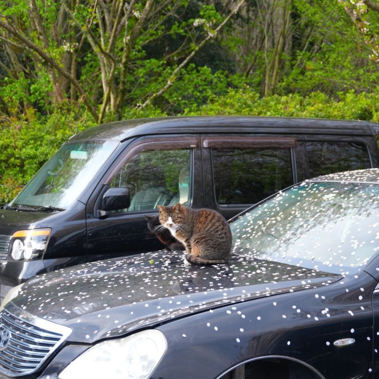 さくらの下で、生きている