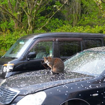 さくらの下で、生きている