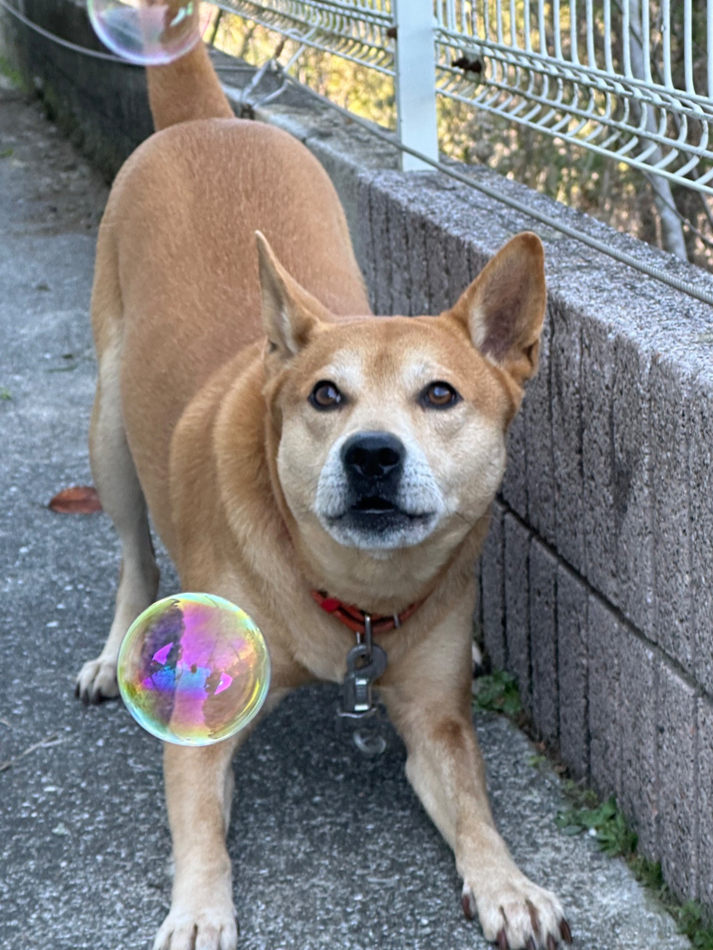 幸せ、みーつけた！