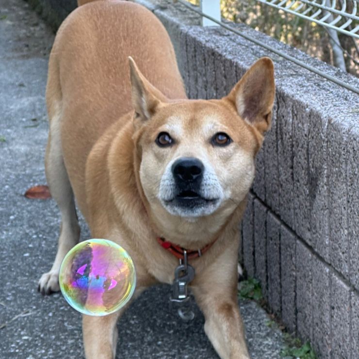 幸せ、みーつけた！