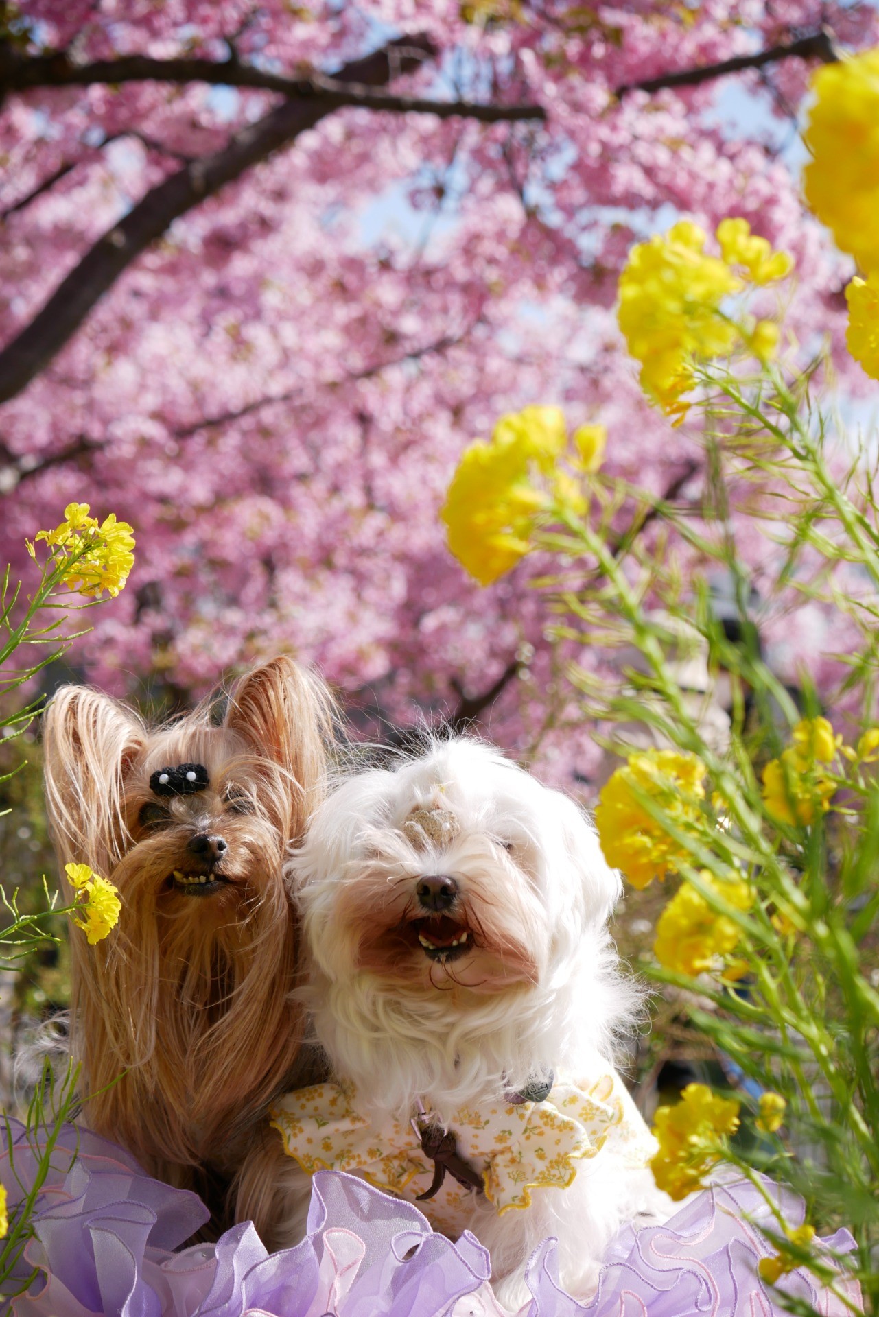 お出かけの楽しさを知ったよ!!