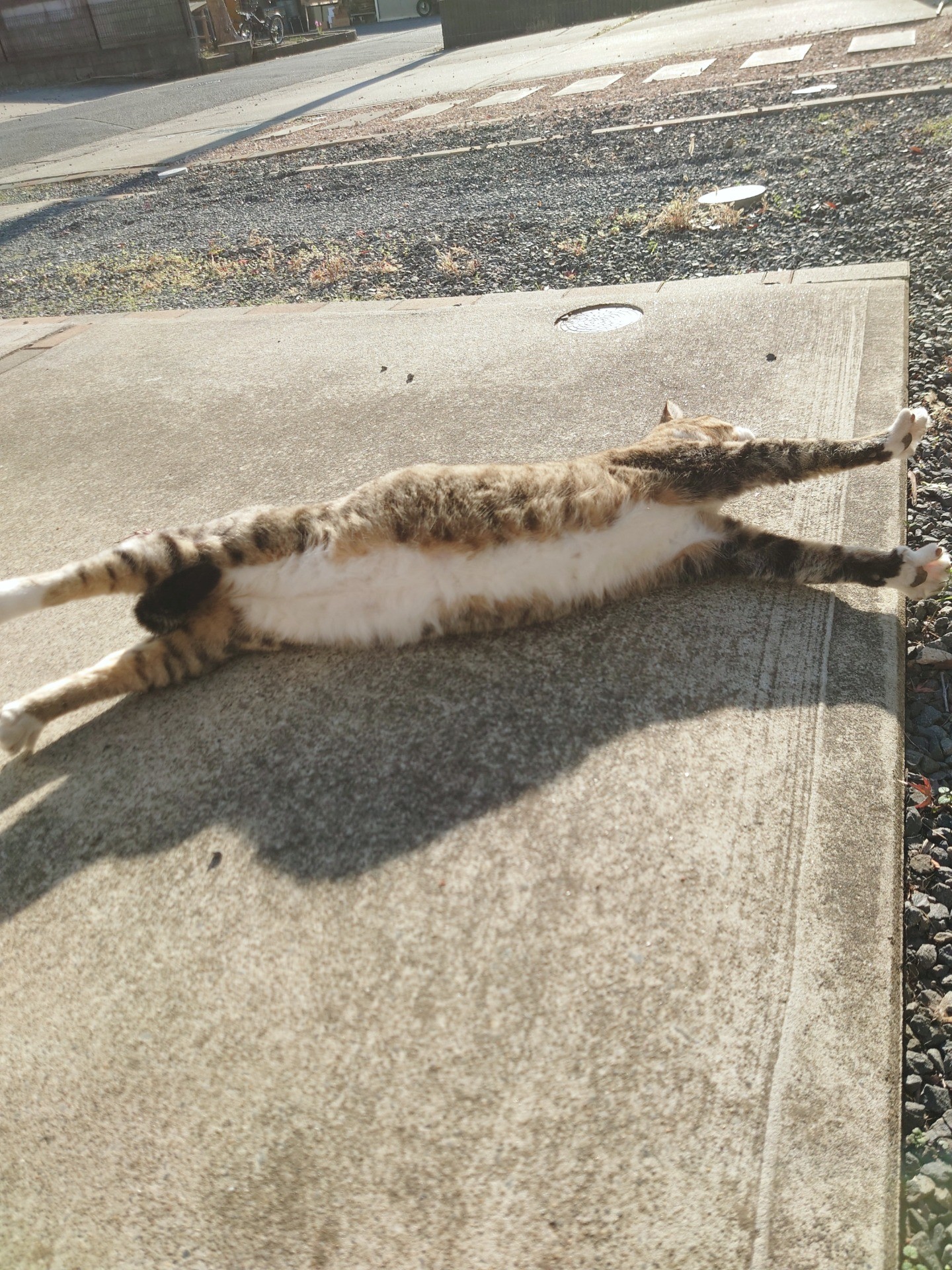 さくらねこのキー坊