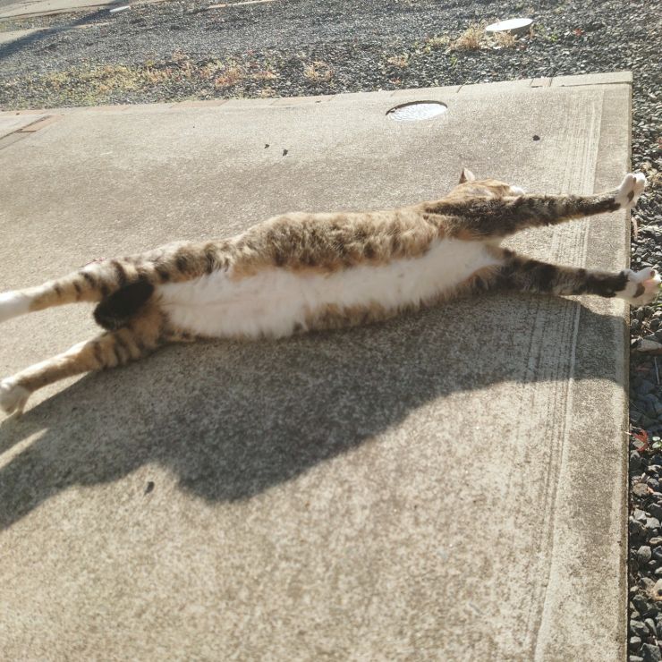 さくらねこのキー坊