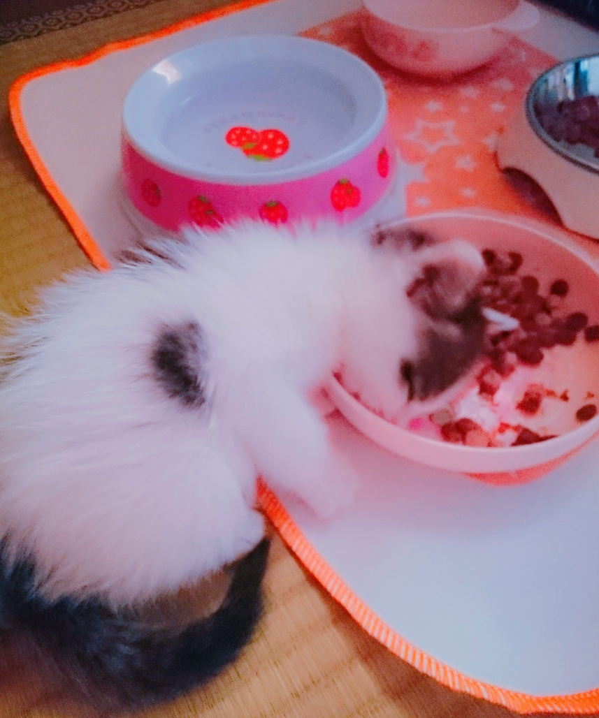 いのちつないだ初保護っ子