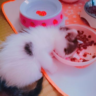 いのちつないだ初保護っ子