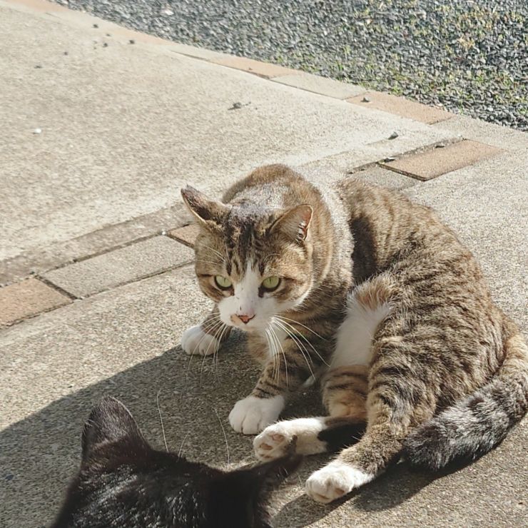 生きる　生きる　今日も強く