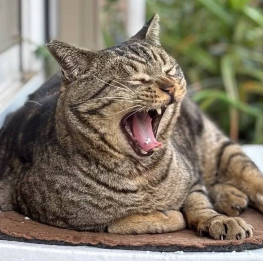 春だね〜大きなあくび