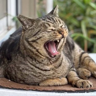 春だね〜大きなあくび