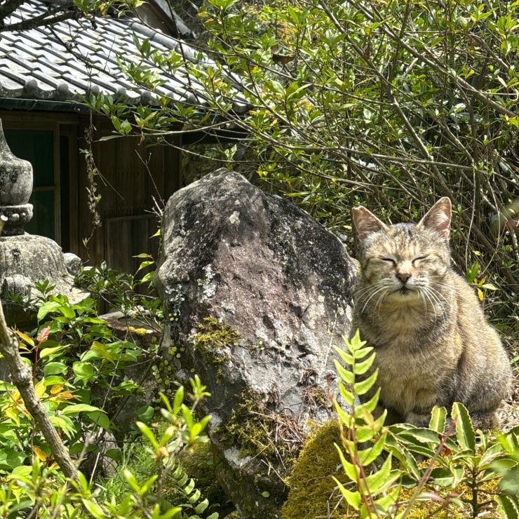 春の昼下がり〜心地よい陽射しの中で
