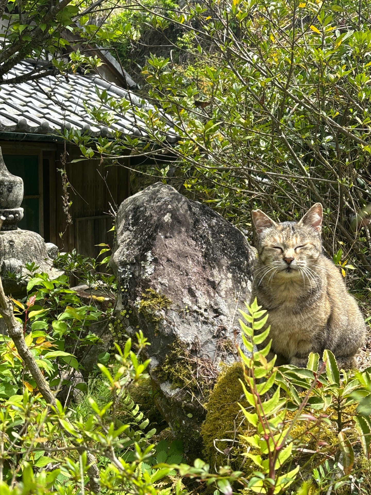 春の昼下がり〜心地よい陽射しの中で