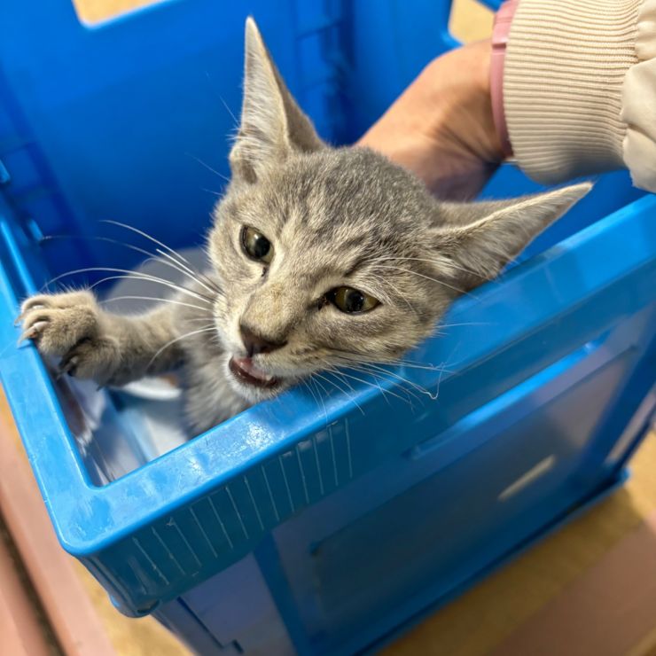 ワタシは生きる！！