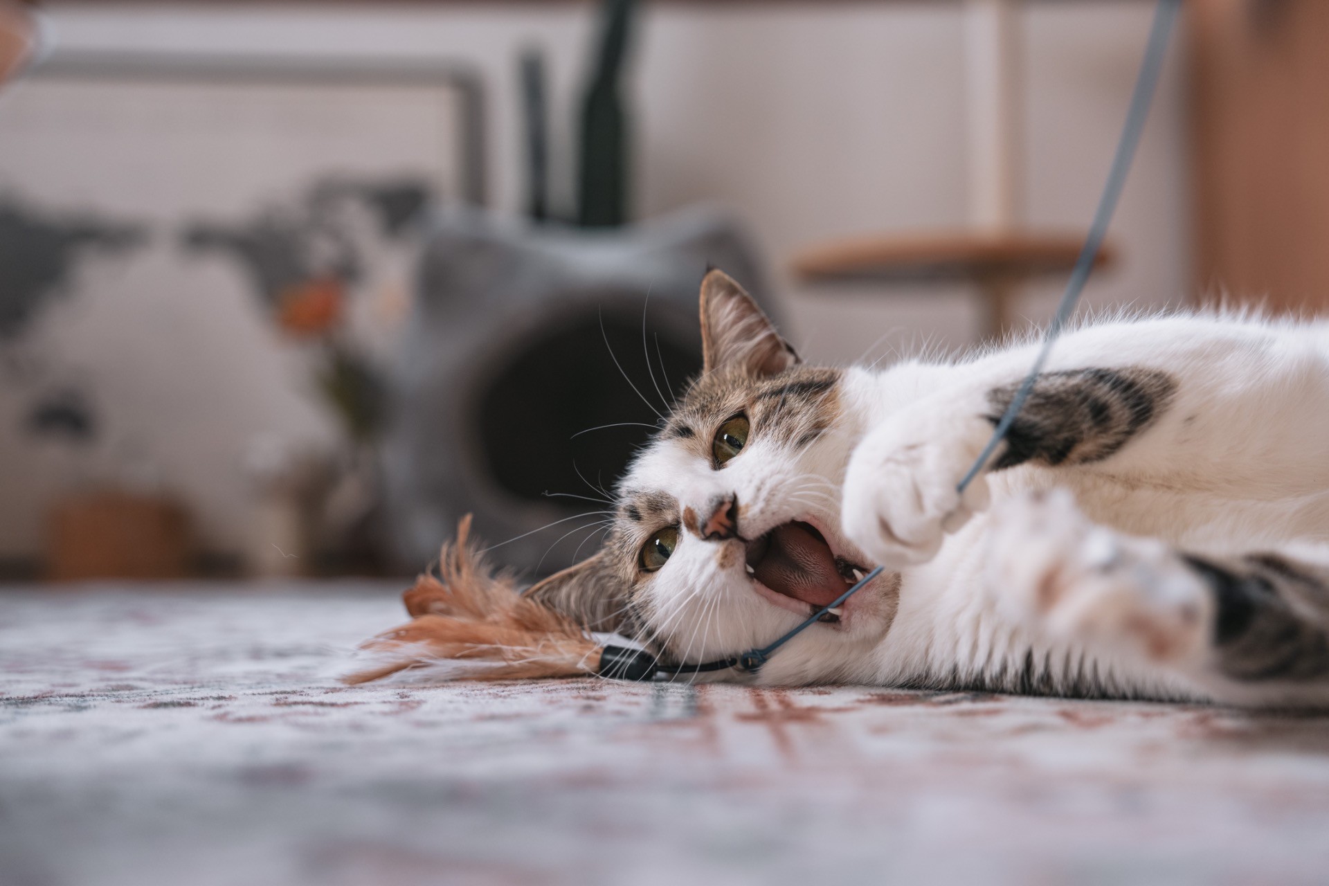 まいにちがハッピー