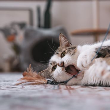 まいにちがハッピー