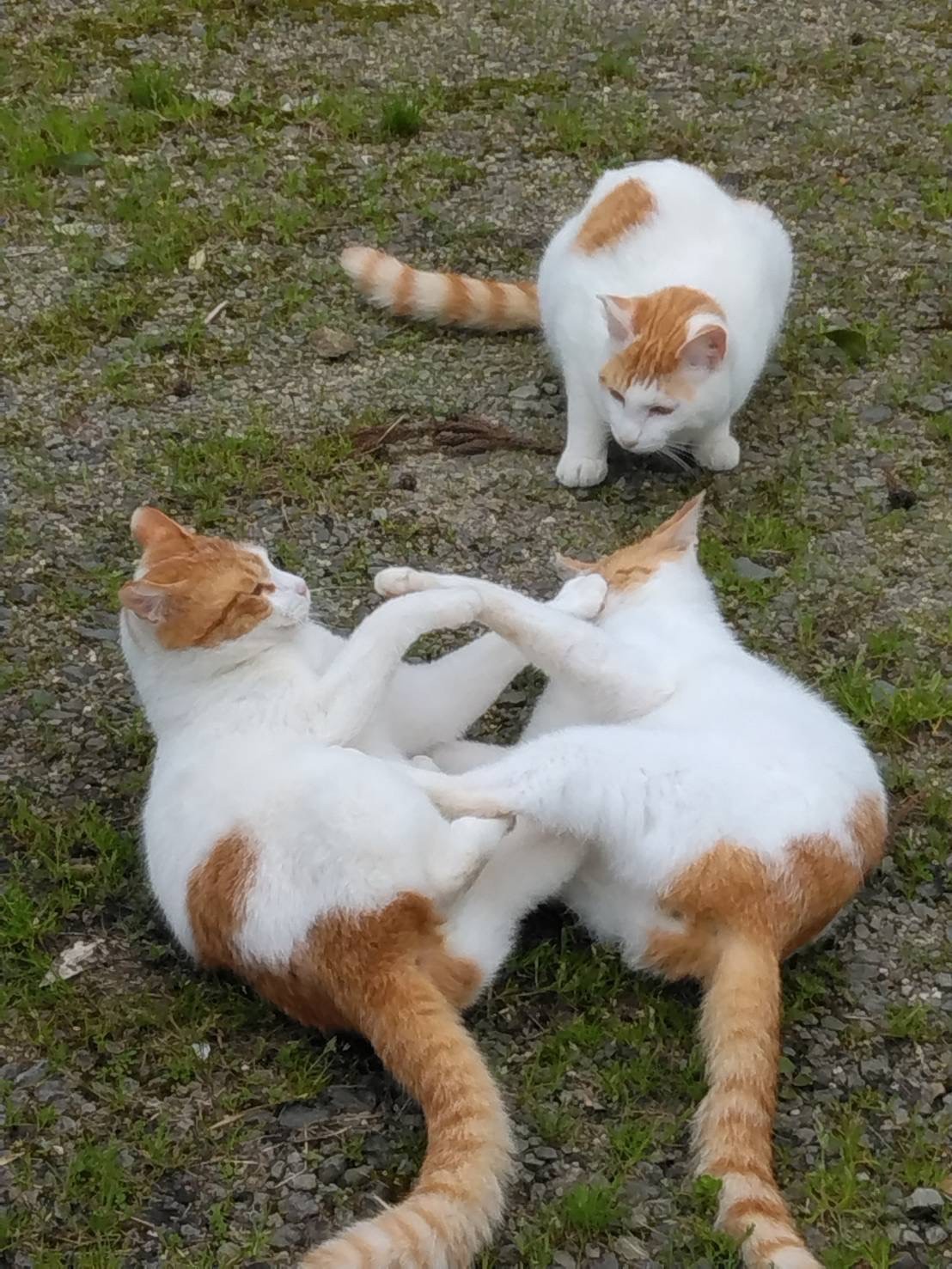 にゃんプロ開始だ！