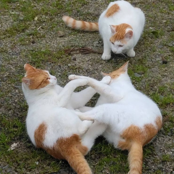 にゃんプロ開始だ！