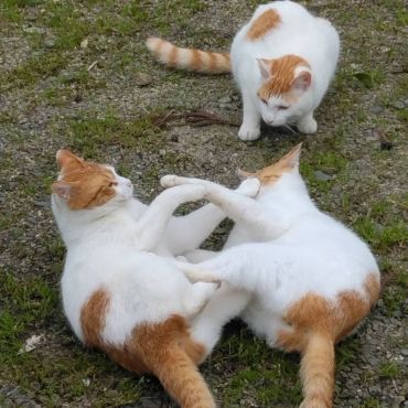 にゃんプロ開始だ！