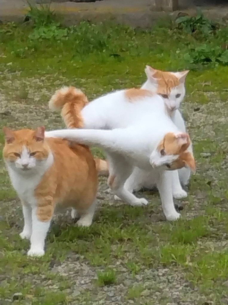 にゃんプロ Ⅲ 〜やつあたり〜