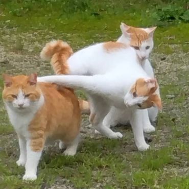 にゃんプロ Ⅲ 〜やつあたり〜