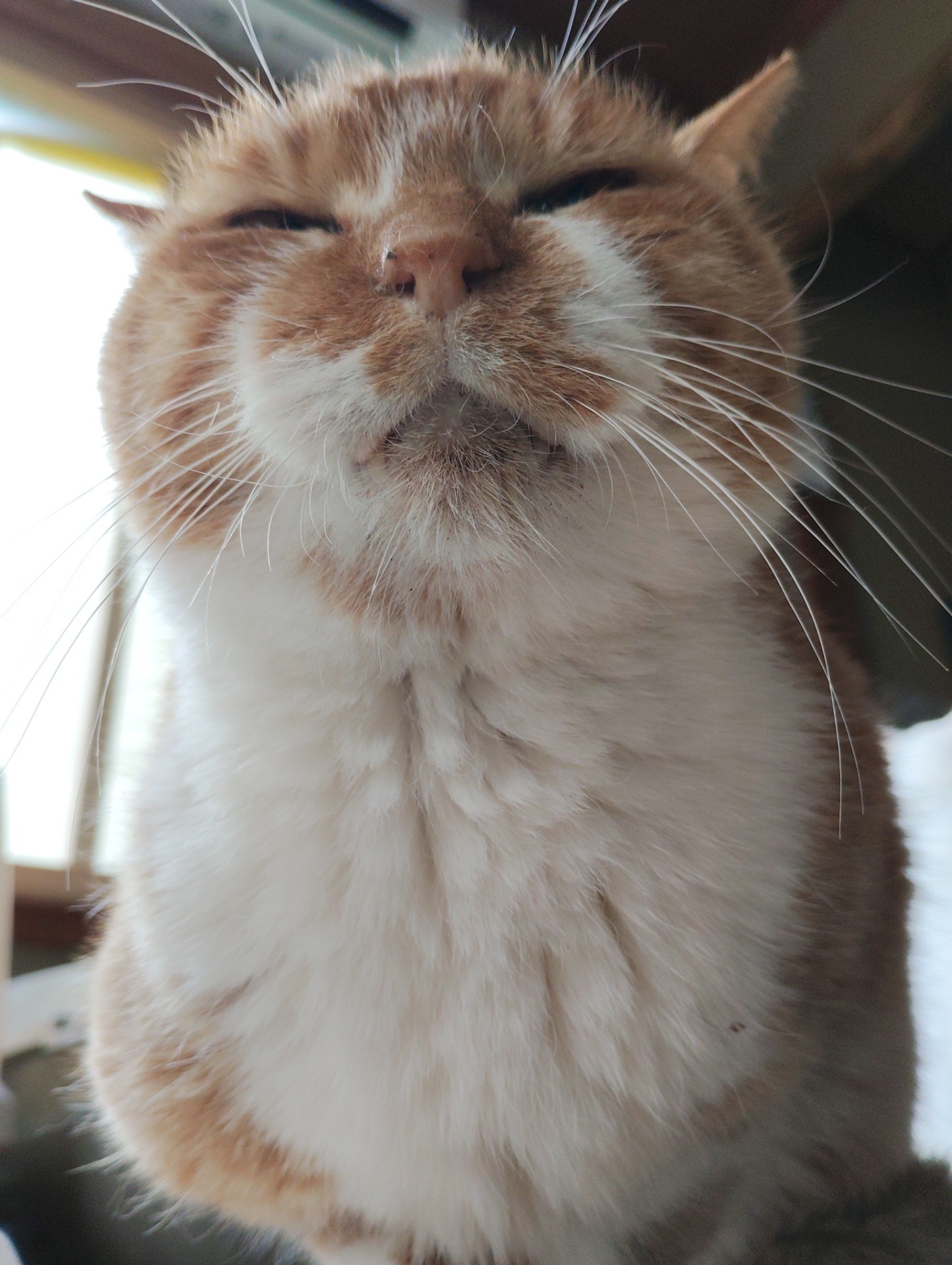 つながる命