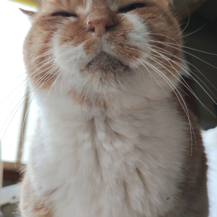 つながる命