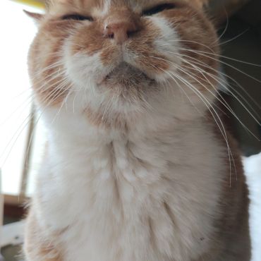 つながる命
